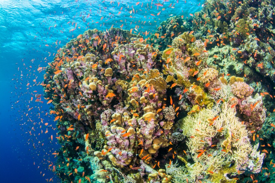 Egyiptom Vörös-tenger korallzátony