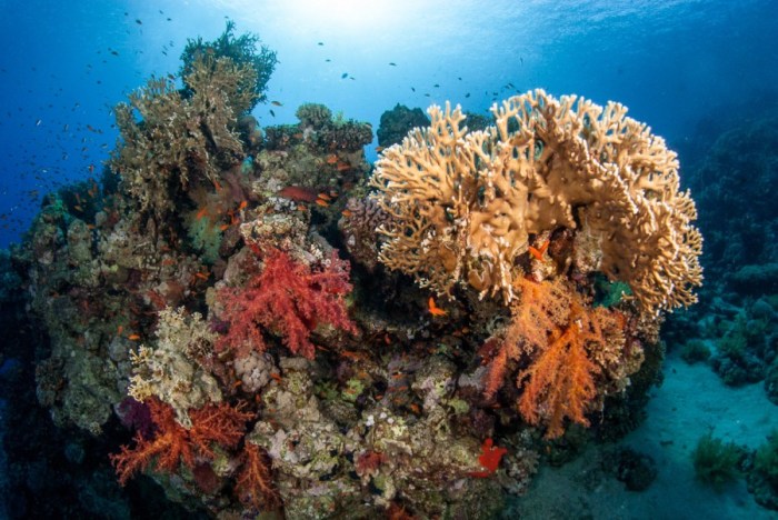 Egyiptom búvár víz alatt korallzátony