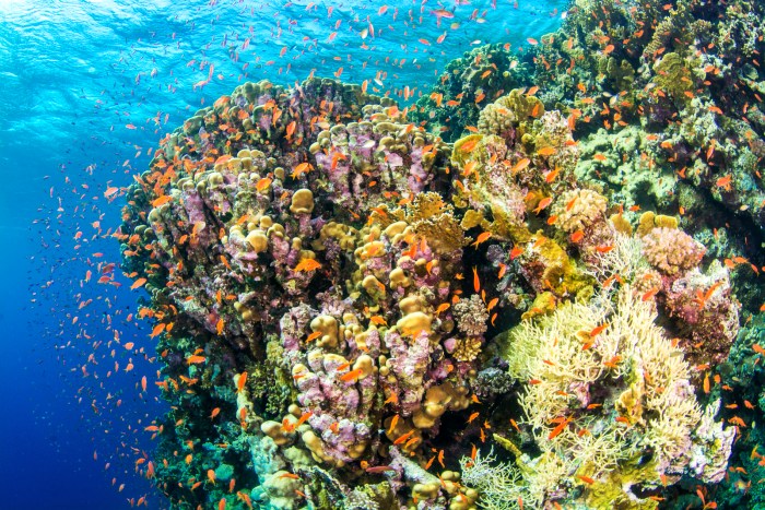 Vörös-tenger korallzátony
